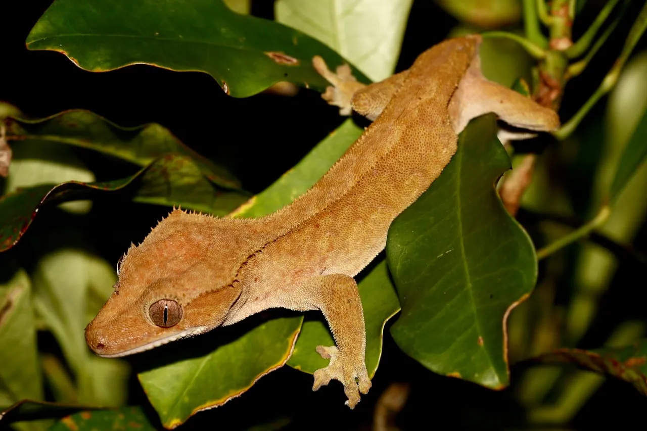 Gecko crestado