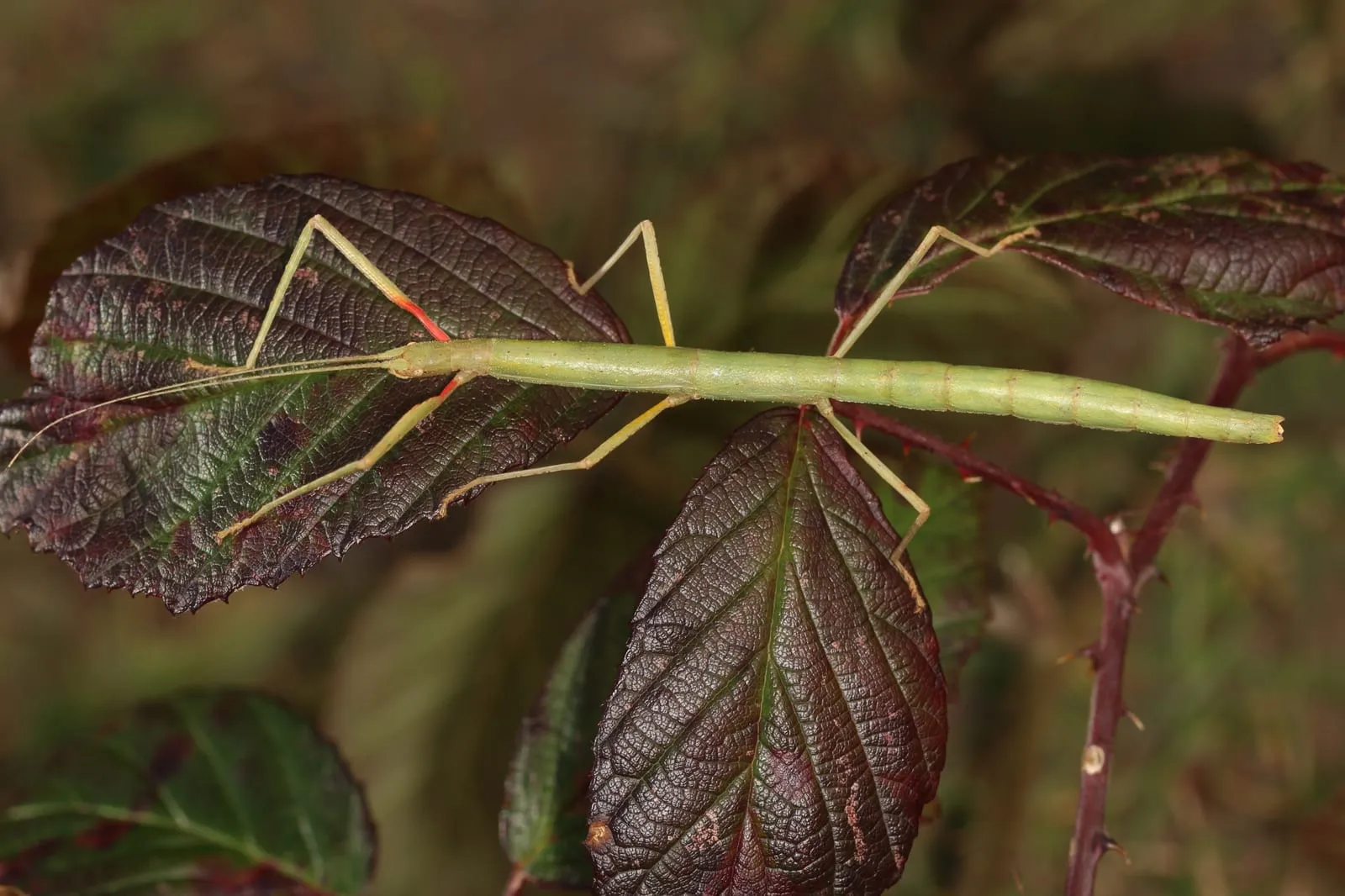 Insecto palo indio