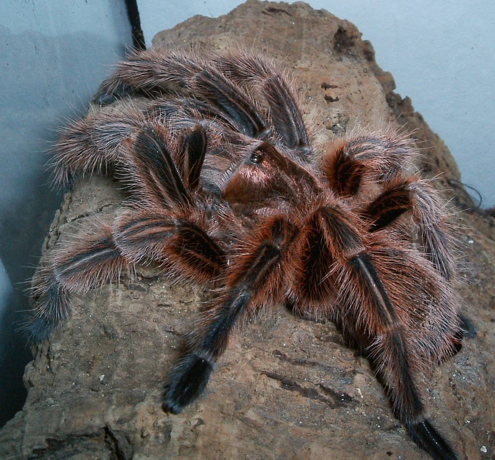 Tarántula rosada chilena